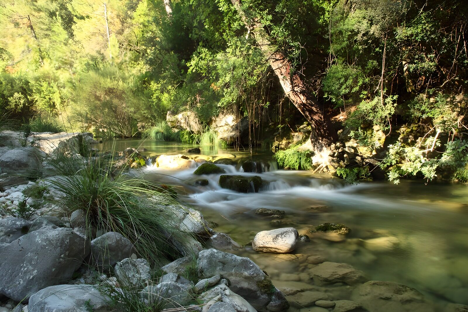 OCUK86156: Tranquil Stream in a Lush Forest
