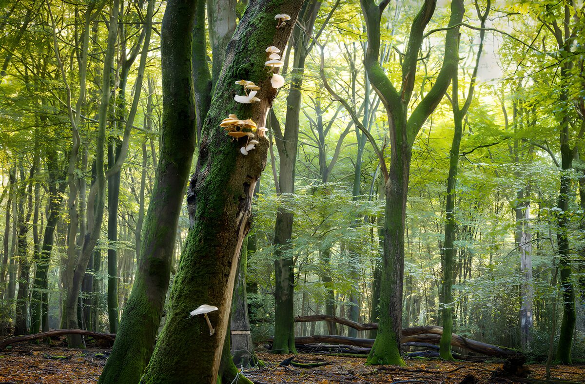 Enchanted Forest with Mushrooms