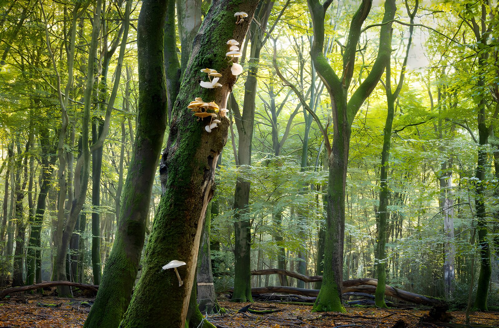 OCUK96832: Enchanted Forest with Mushrooms