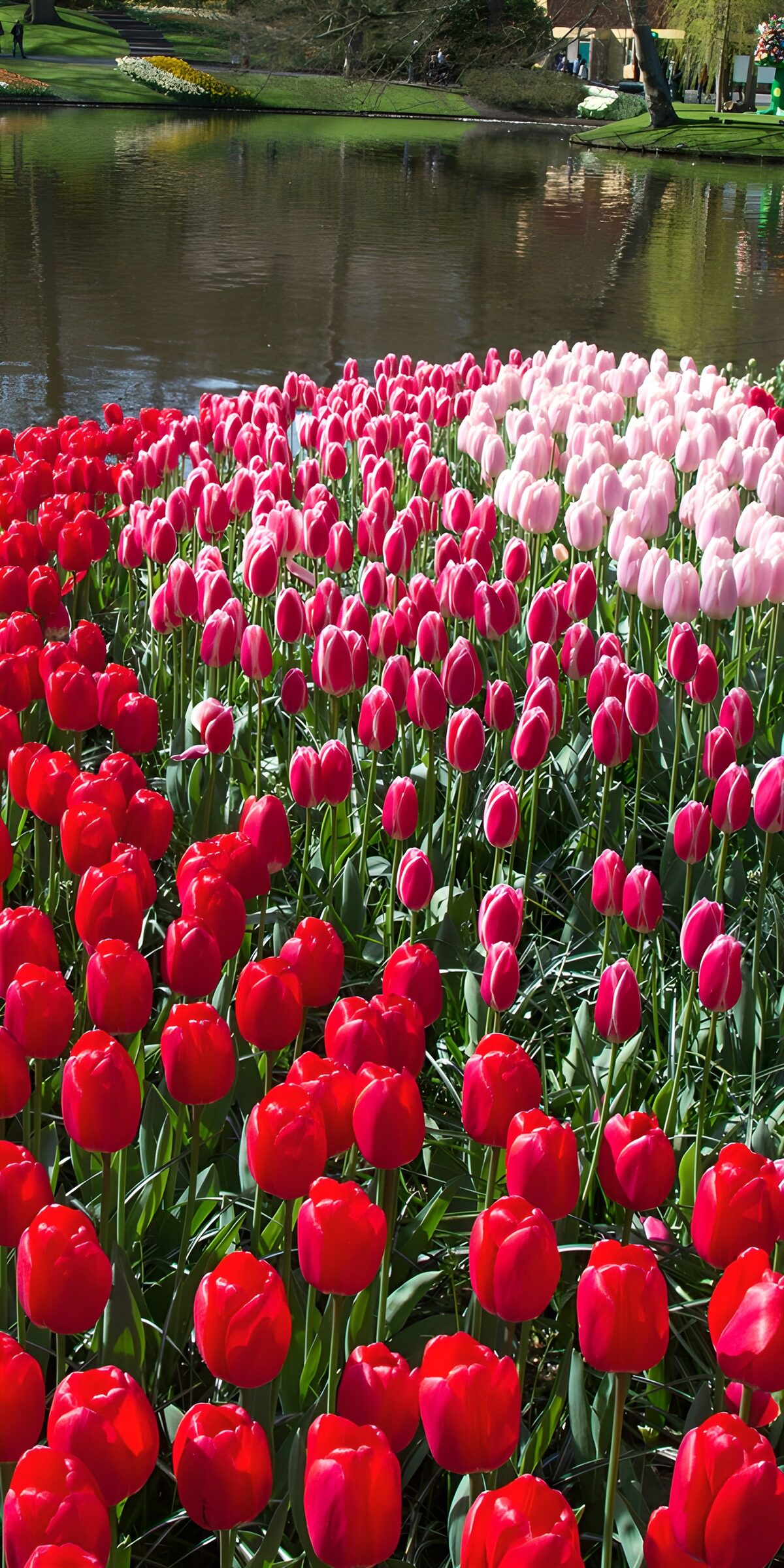 OCUK66440: Vibrant Tulip Bloom by the Water
