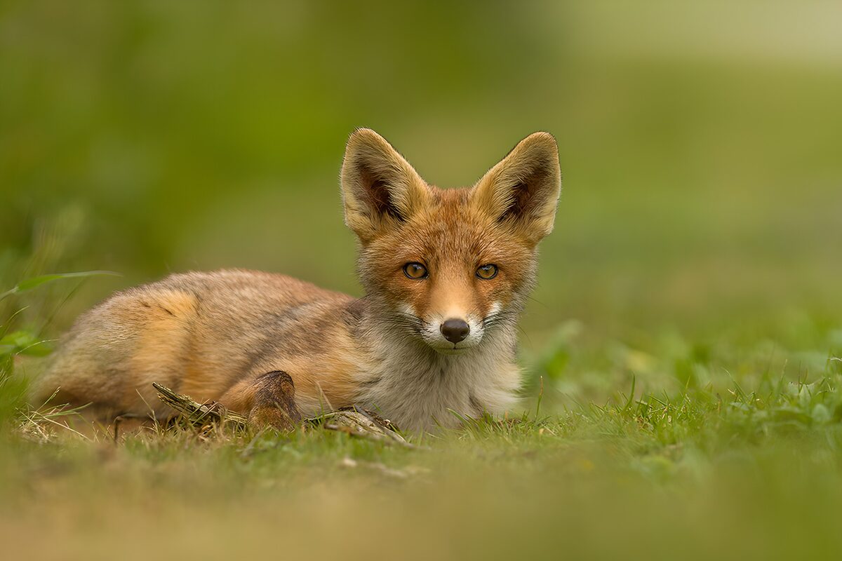 OCUK37484: Curious Fox at Rest