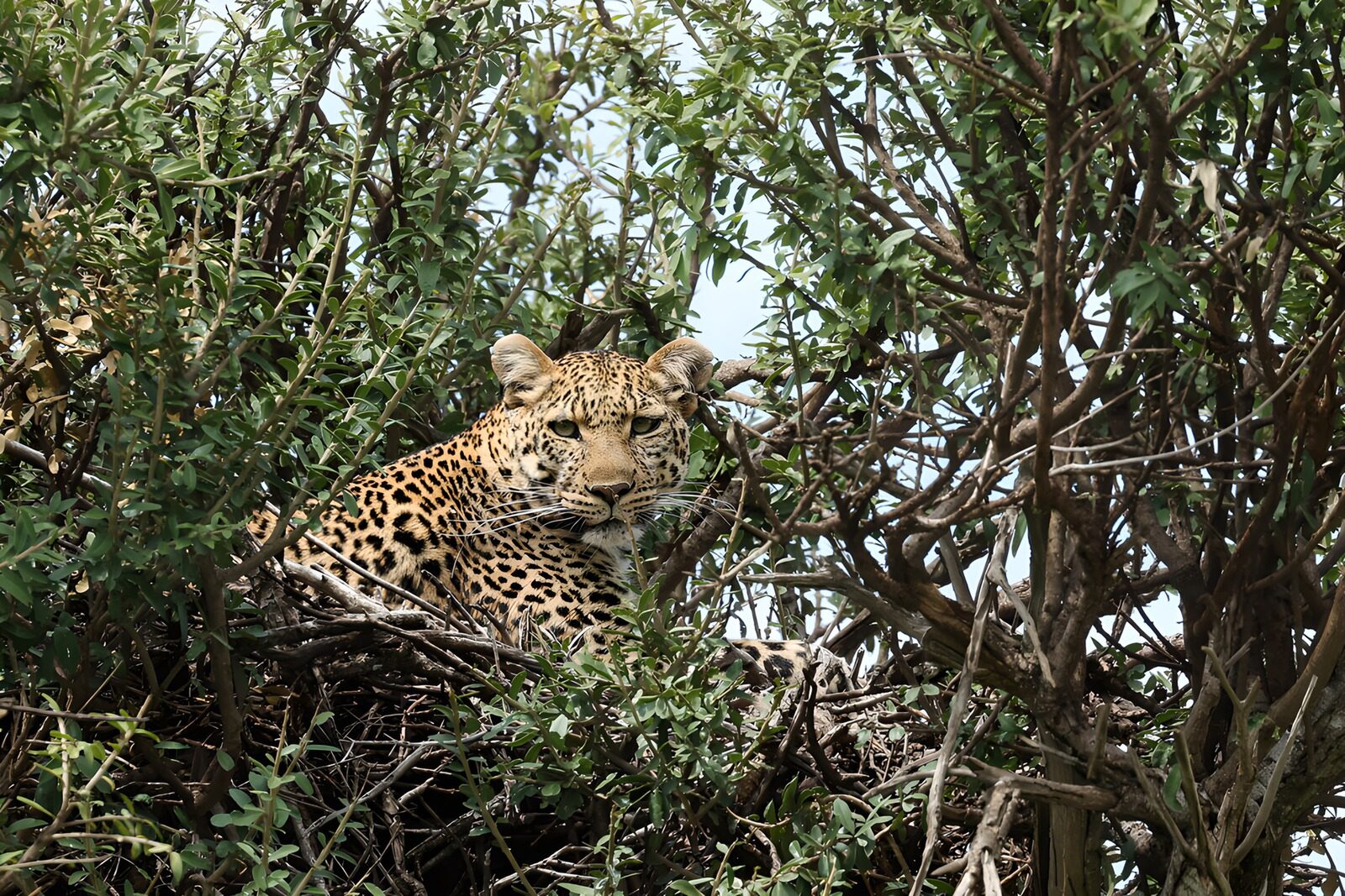 OCUK39073: Leopard Lurking in the Trees
