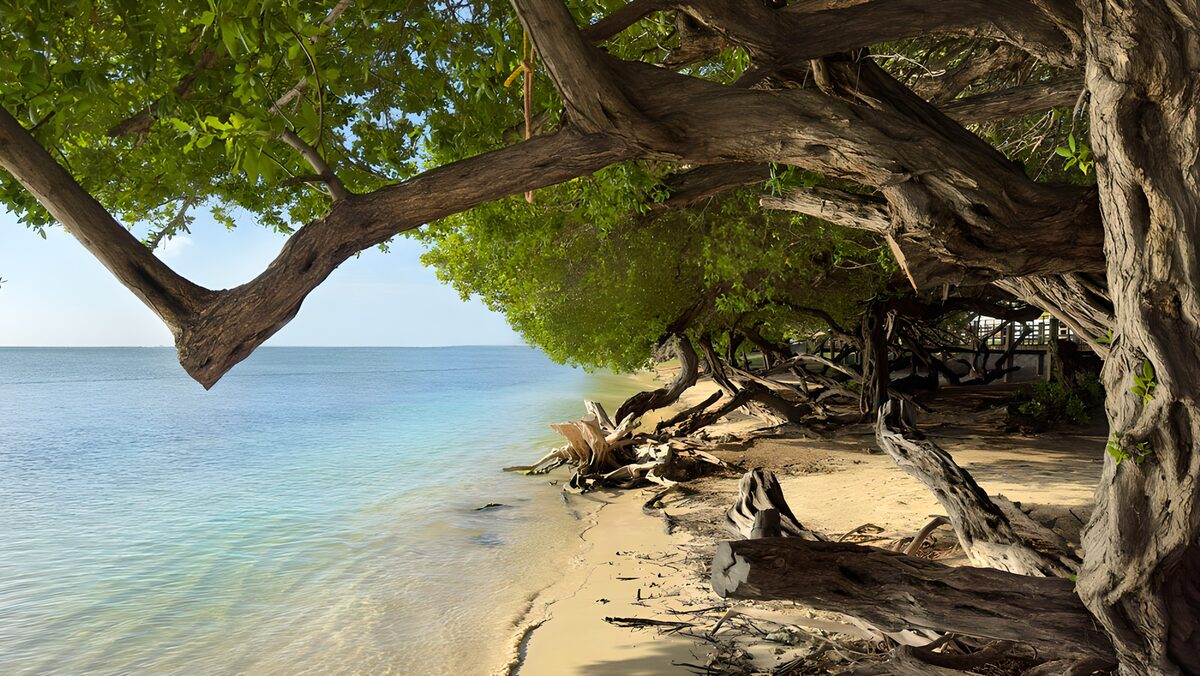 OCUK36833: Tranquil Shoreline with Overhanging Trees