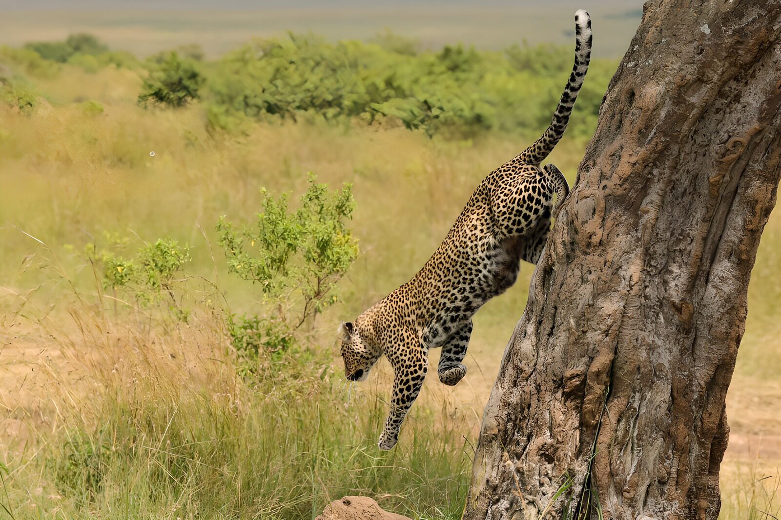 OCUK94271: Agile Leap of a Leopard
