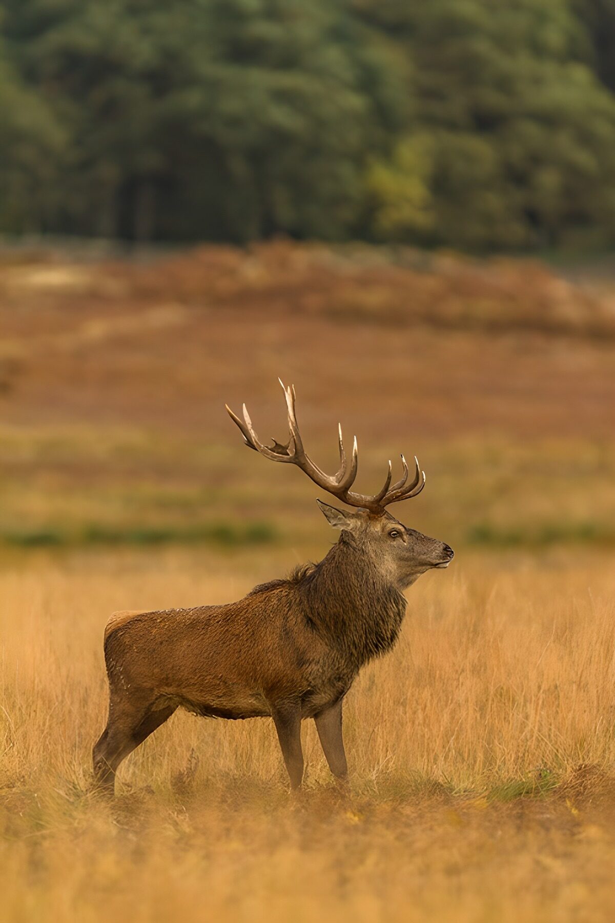 Majestic Stag in the Meadow