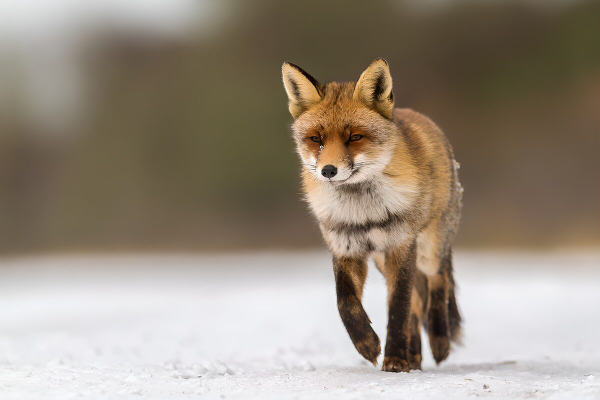 OCUK77173: Alert Fox in the Snowy Landscape