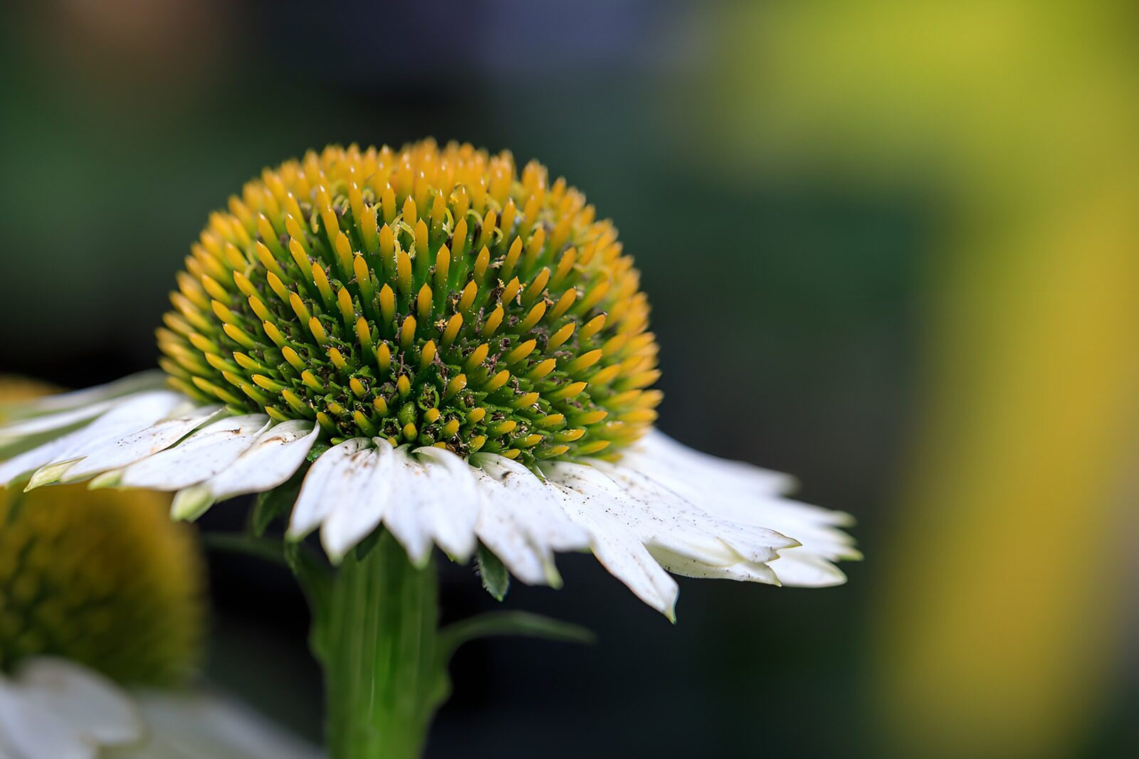 OCUK84983: Stunning Echinacea Flower Close-Up