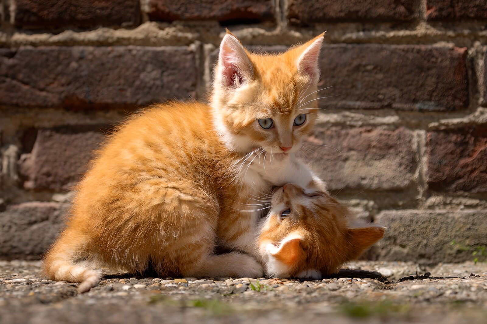 OCUK38153: Orange Kitten Caring for Sibling