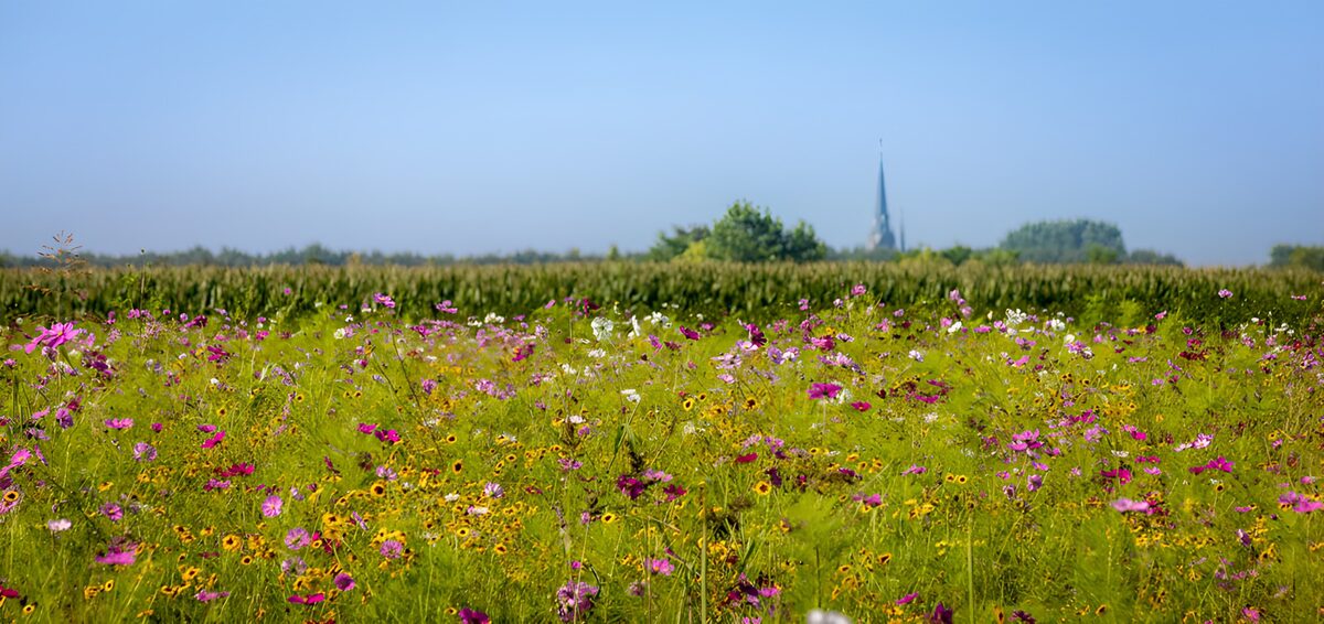 Vibrant Wildflower Meadow