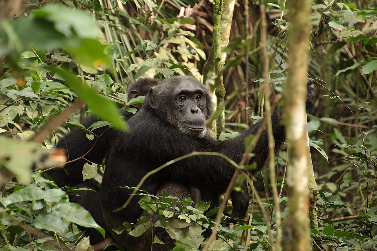 OCUK46399: Curious Chimpanzee in the Wild