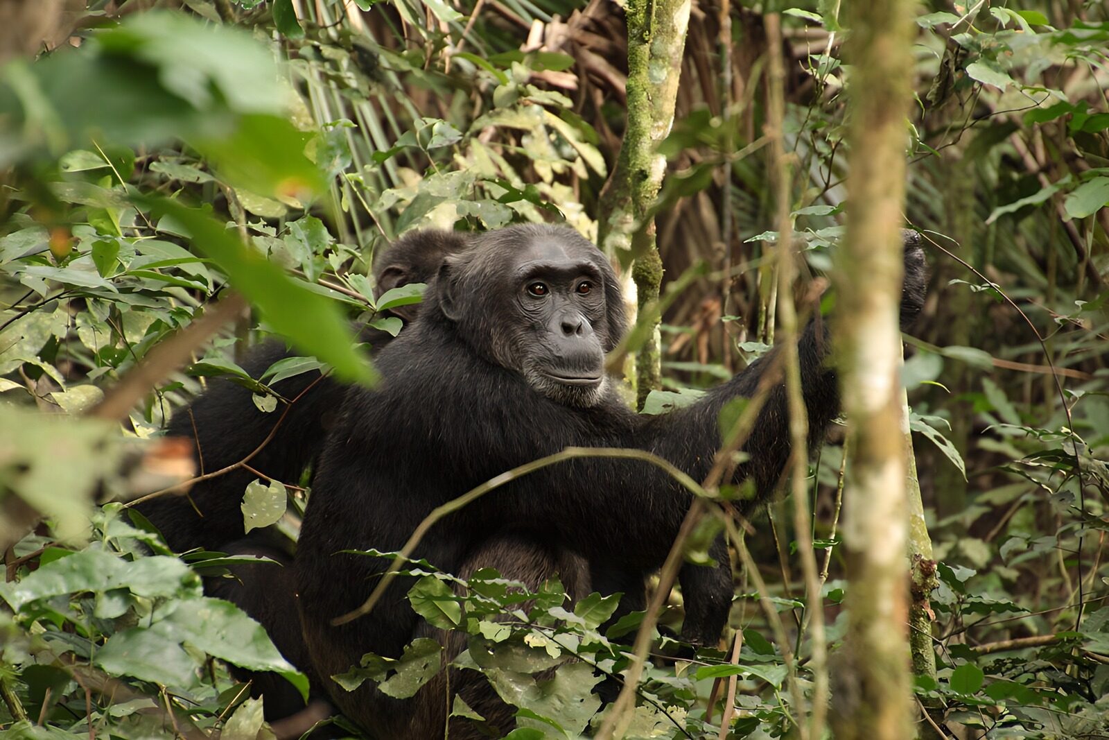 OCUK46399: Curious Chimpanzee in the Wild