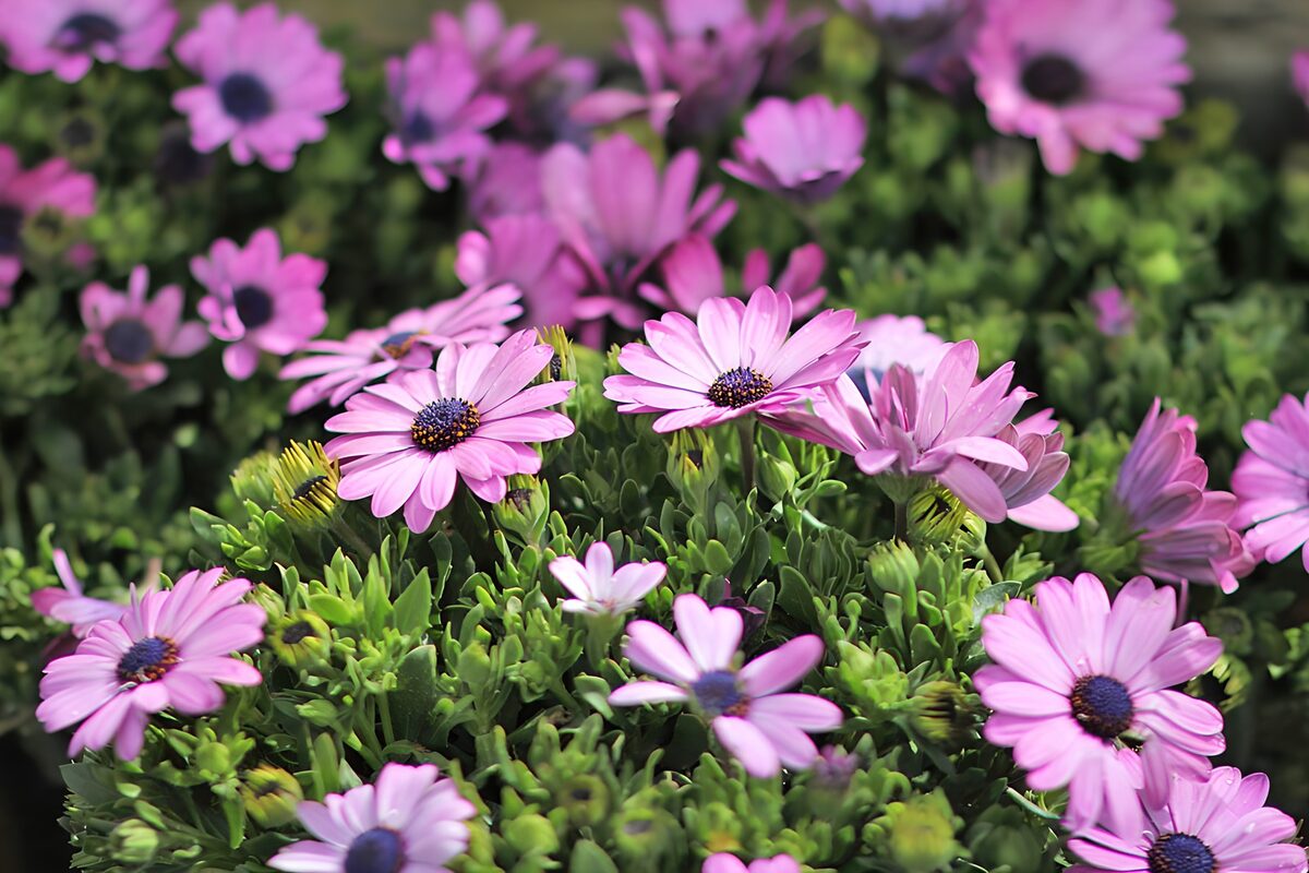 Vibrant Pink Daisy Flowers in Bloom