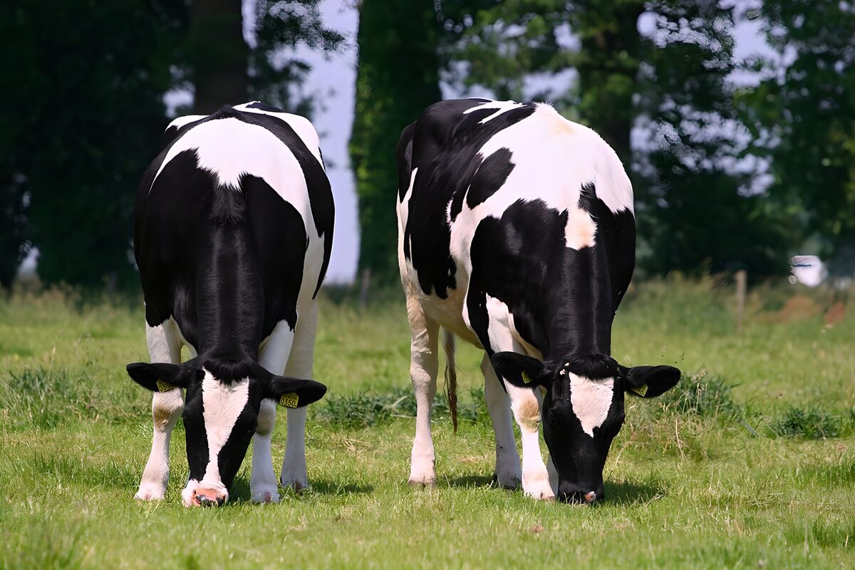 OCUK30292: Two Grazing Holstein Cows