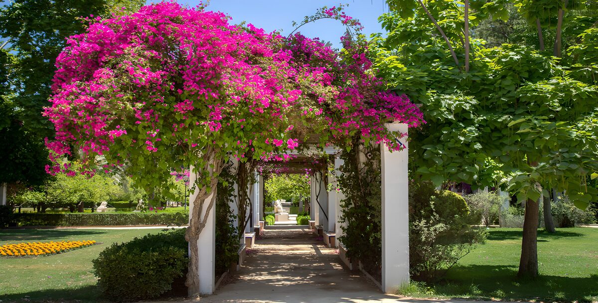 OCUK87782: Pathway of Vibrant Bougainvillea Blossoms