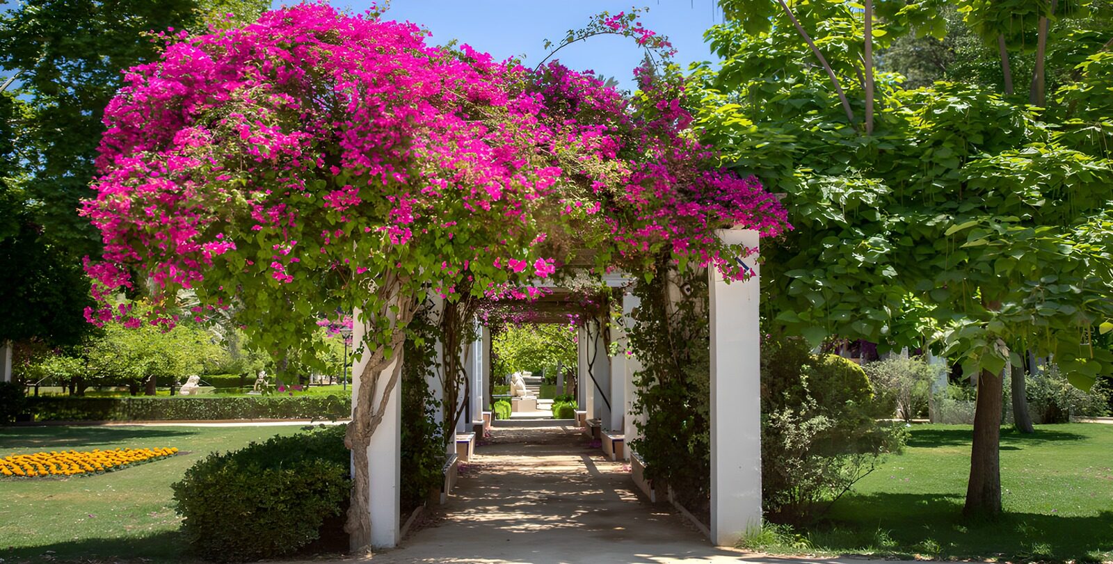 OCUK87782: Pathway of Vibrant Bougainvillea Blossoms