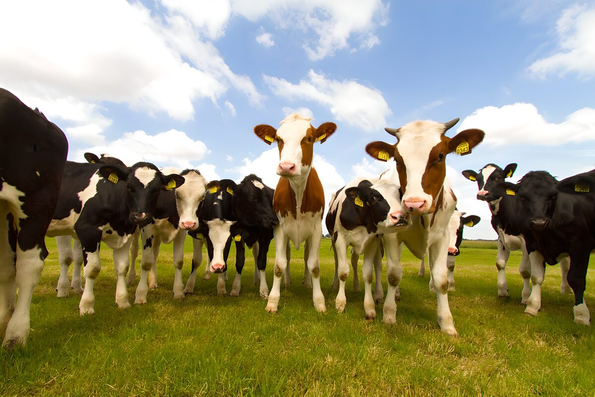 OCUK42957: Curious Cows in the Meadow