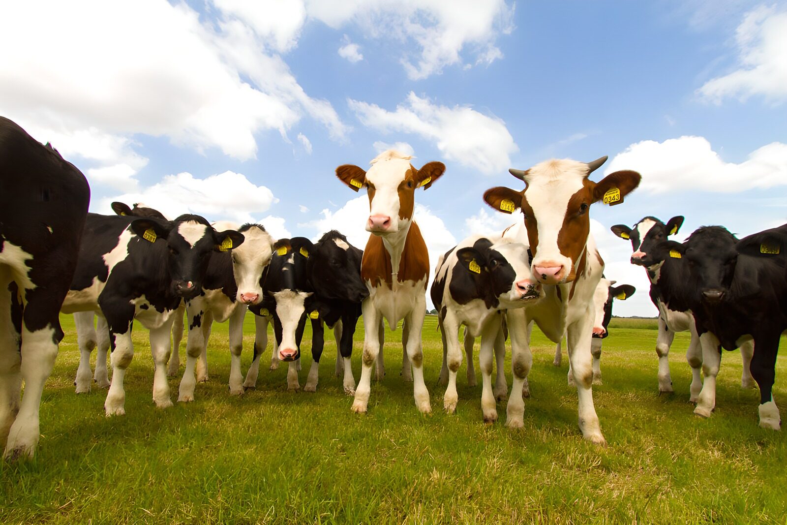 OCUK42957: Curious Cows in the Meadow
