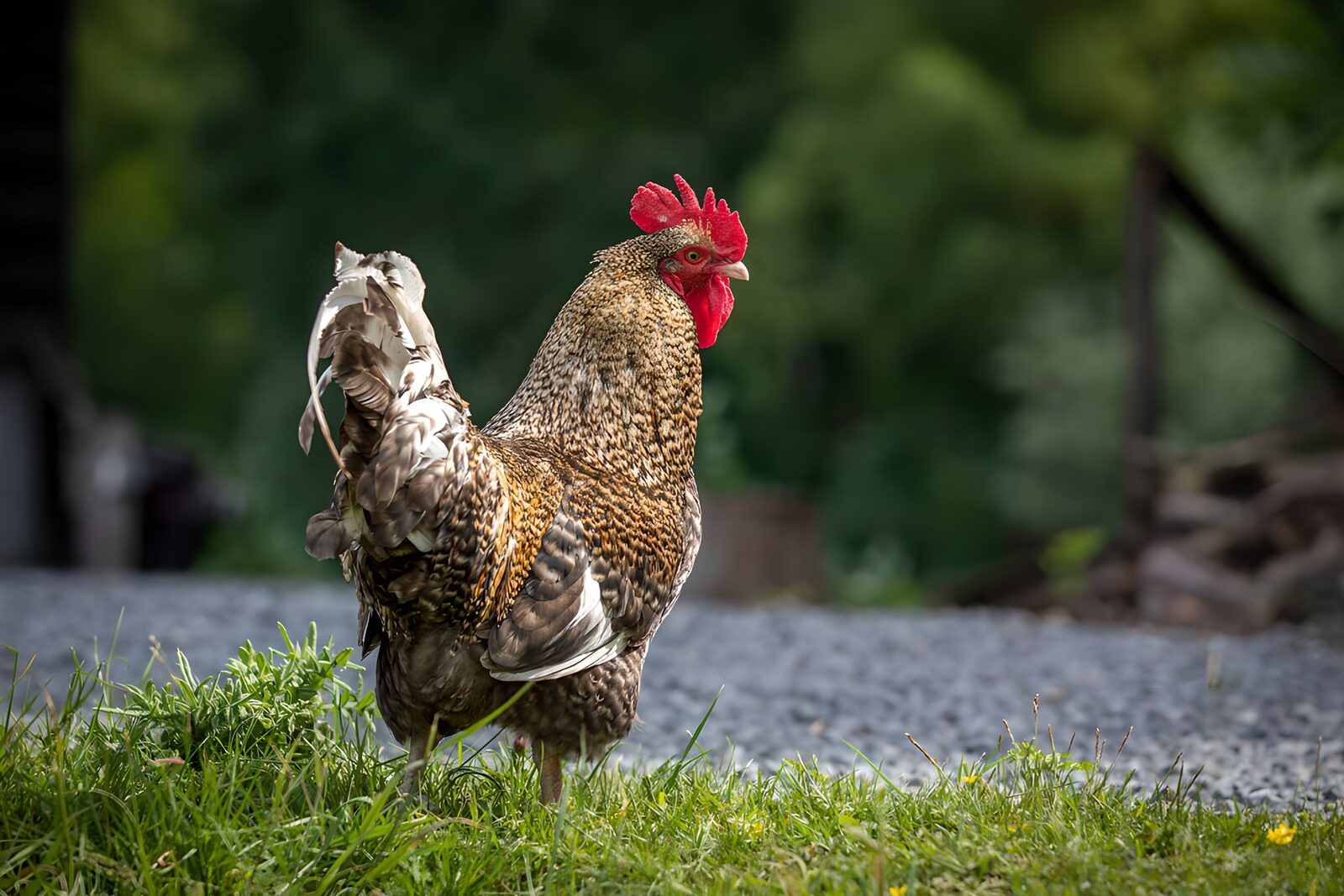 OCUK86393: Majestic Rooster in Nature