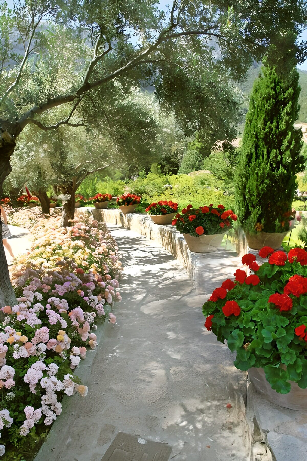 OCUK36369: Pathway with poppies along the way