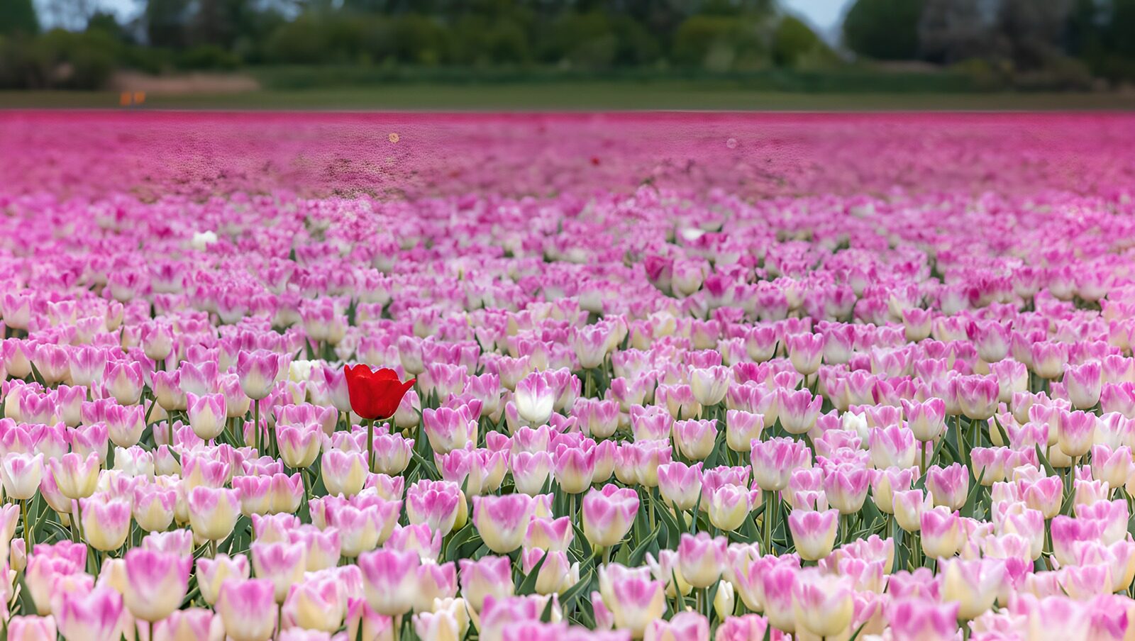 OCUK43024: A Sea of Tulips with a Single Red Blossom