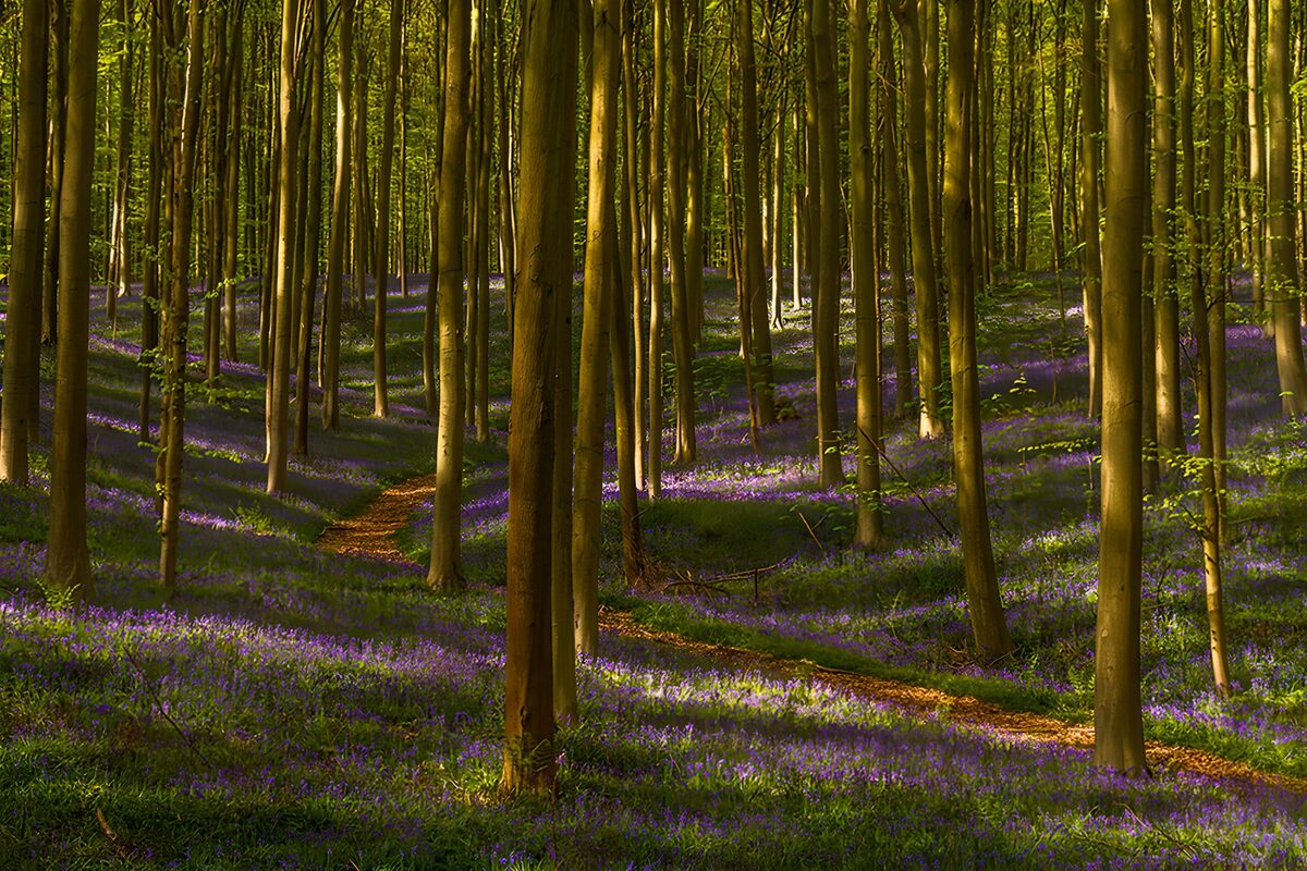 OCUK55545: Enchanted Forest Pathway