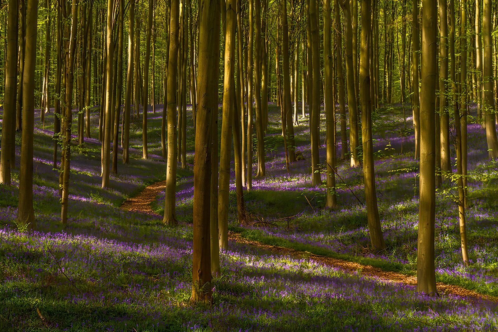 OCUK55545: Enchanted Forest Pathway