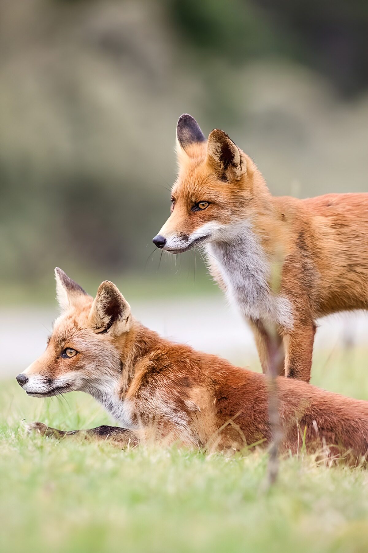 OCUK88908: Pair of Alert Foxes in the Meadow