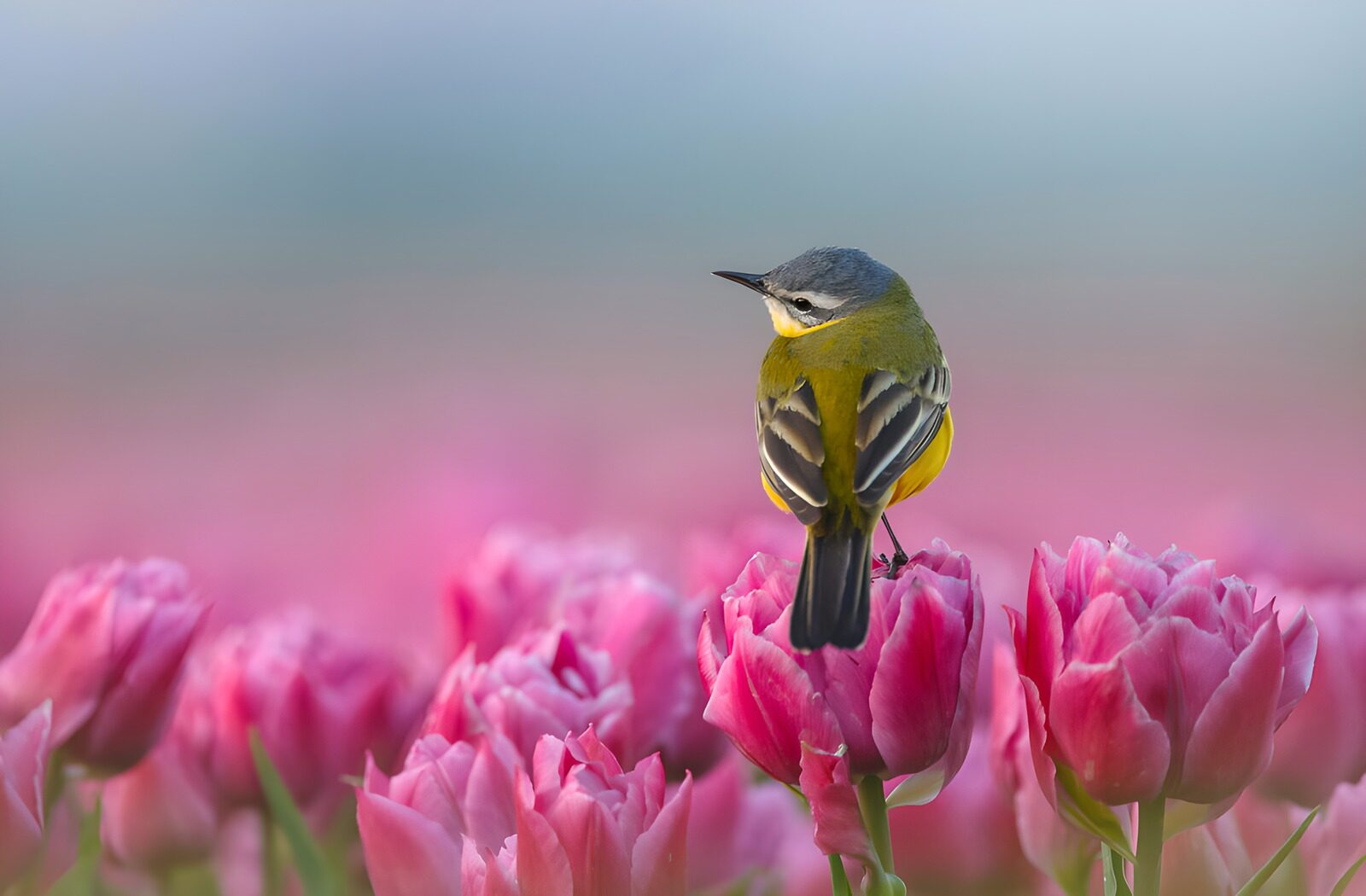 OCUK42571: Bird Among Pink Tulips