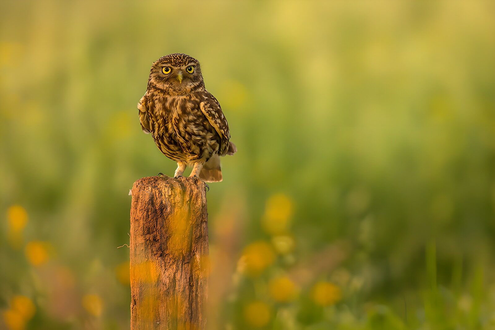 OCUK62819: Little Owl Perched on a Post