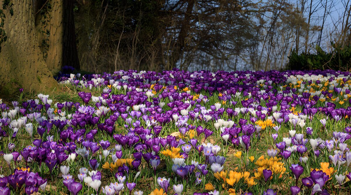 OCUK91331: Vibrant Blooming Crocuses in Spring