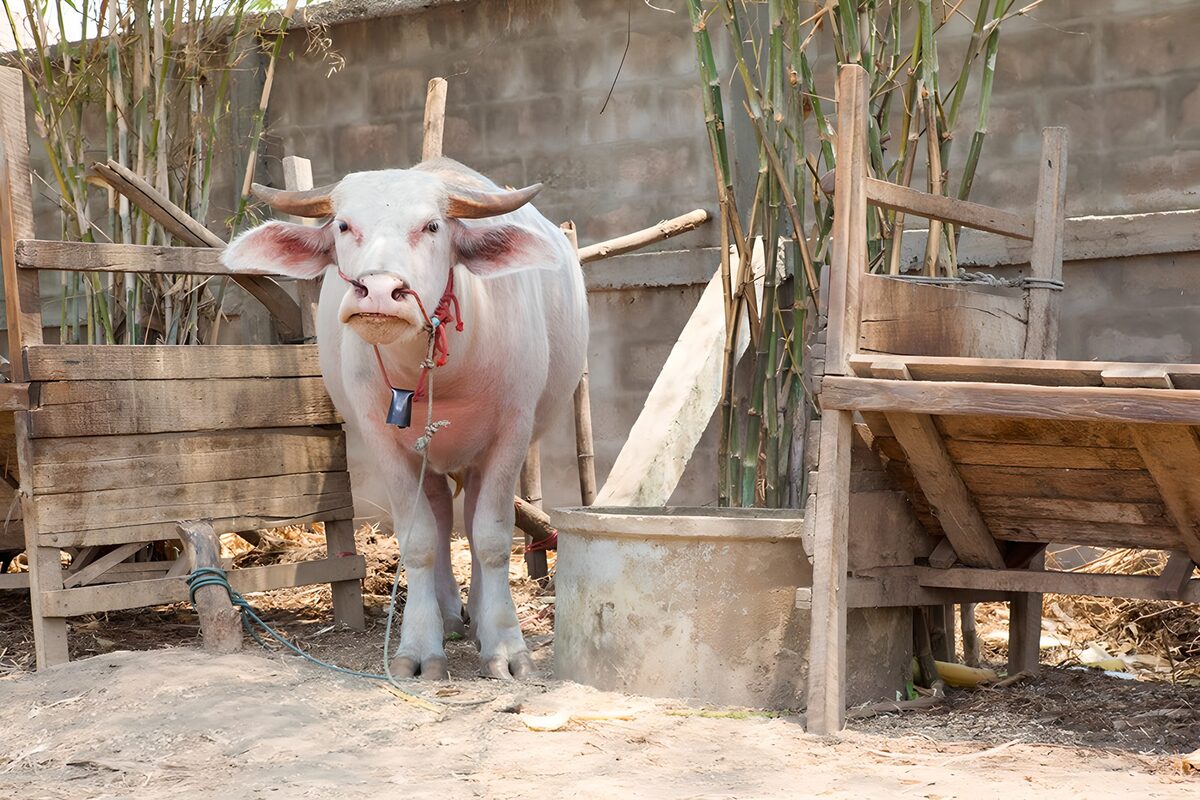 OCUK59078: Calm White Buffalo in a Rural Setting