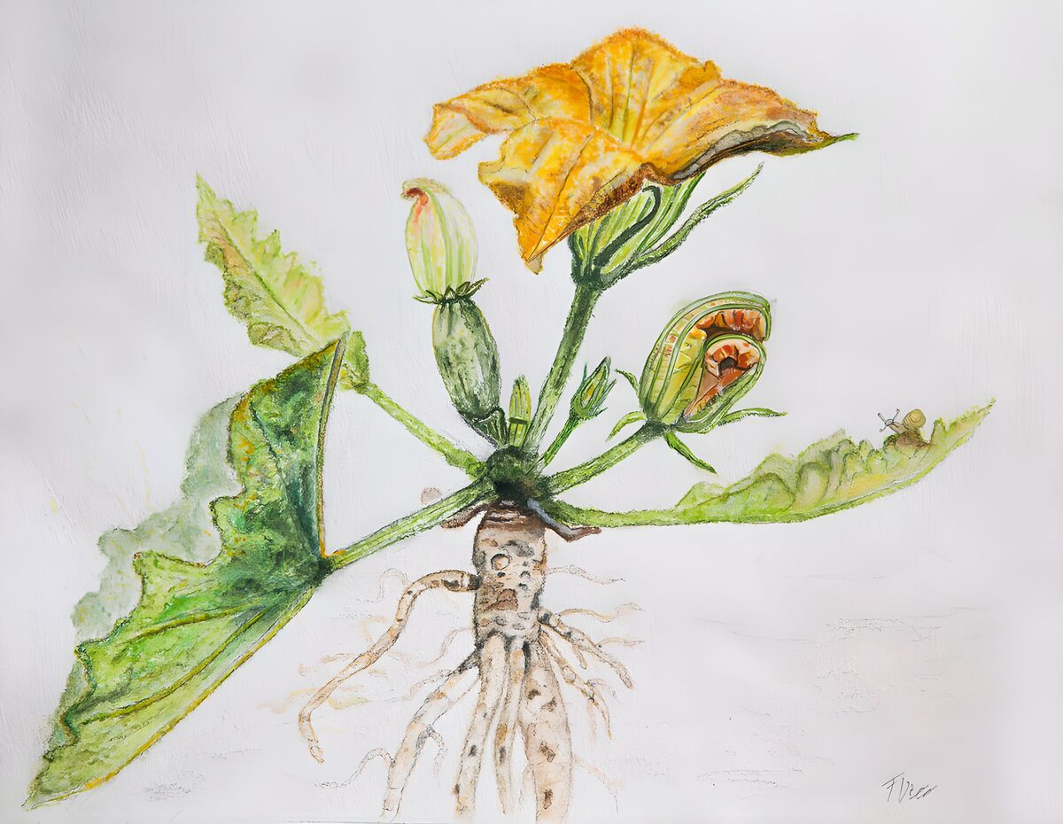 OCUK54587: Vibrant Squash Blossom and Roots