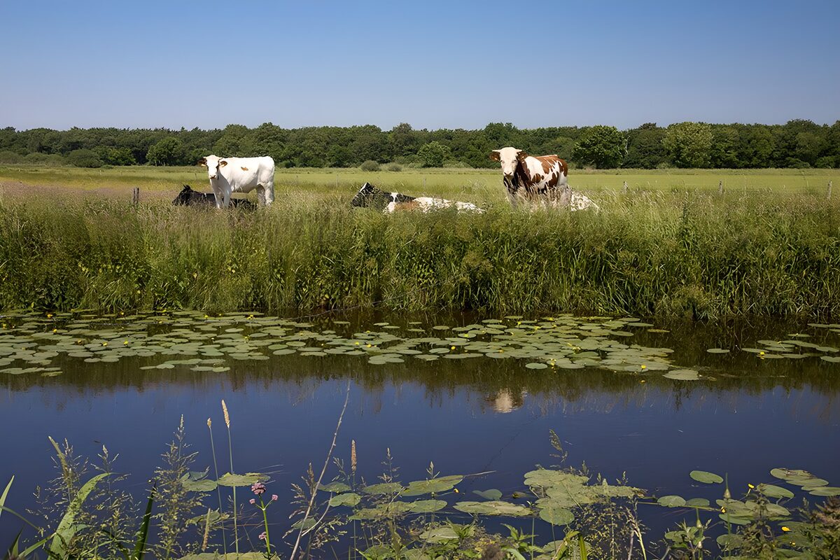 OCUK82167: Cows with a view of canal