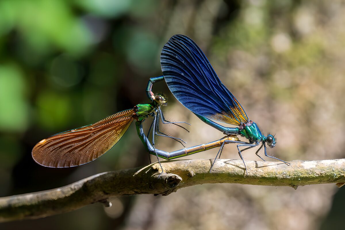 Beautiful Dragonflies in Tandem