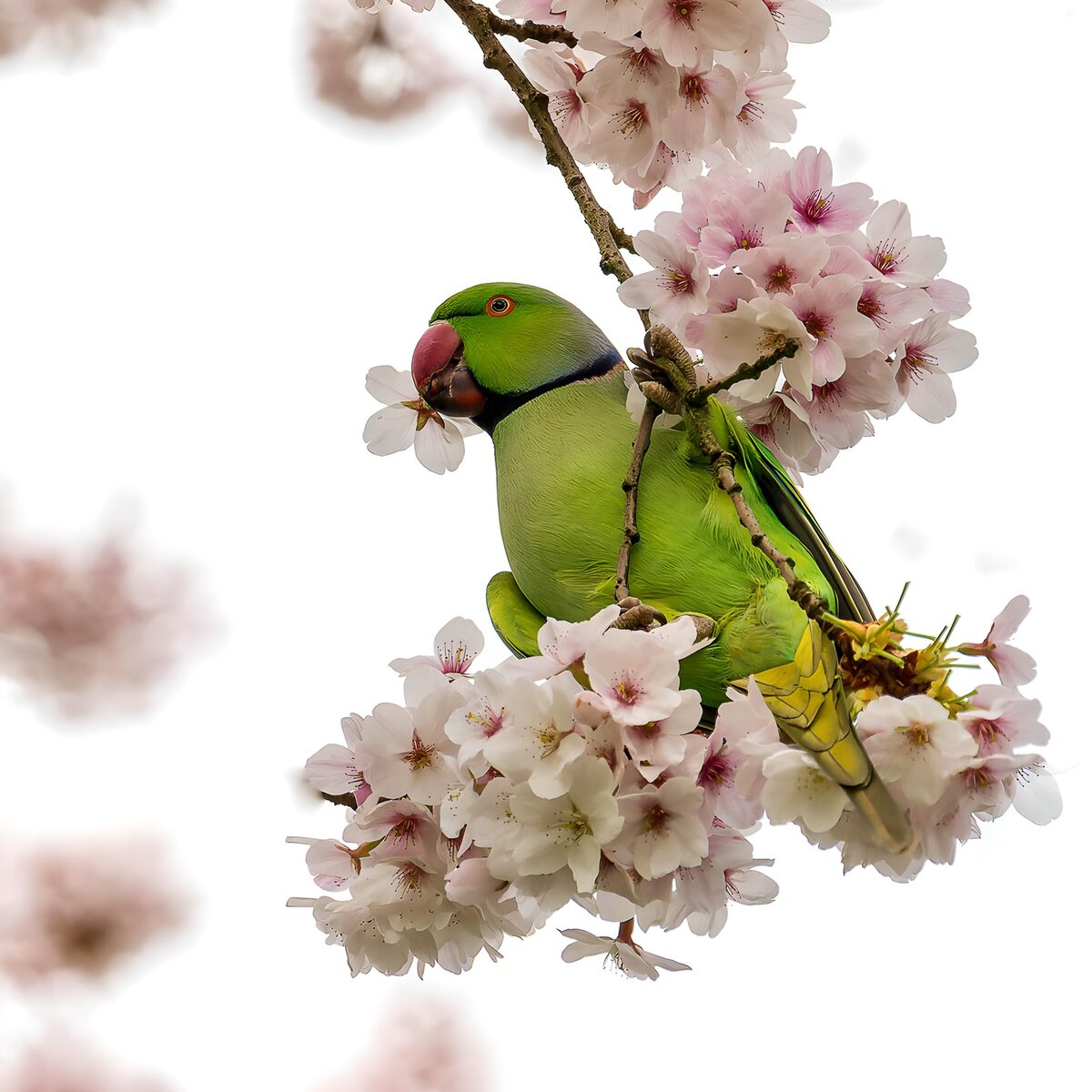 OCUK85916: Vibrant Parrot Among Blossoms