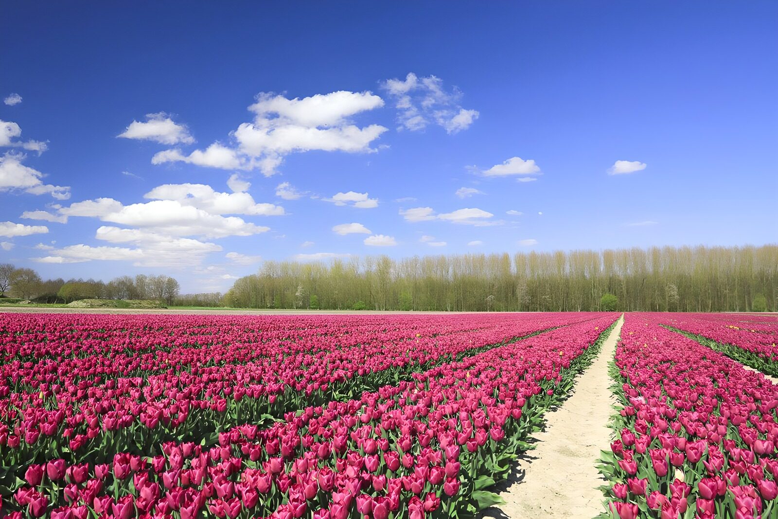 OCUK33675: Fields of tulips in the spring