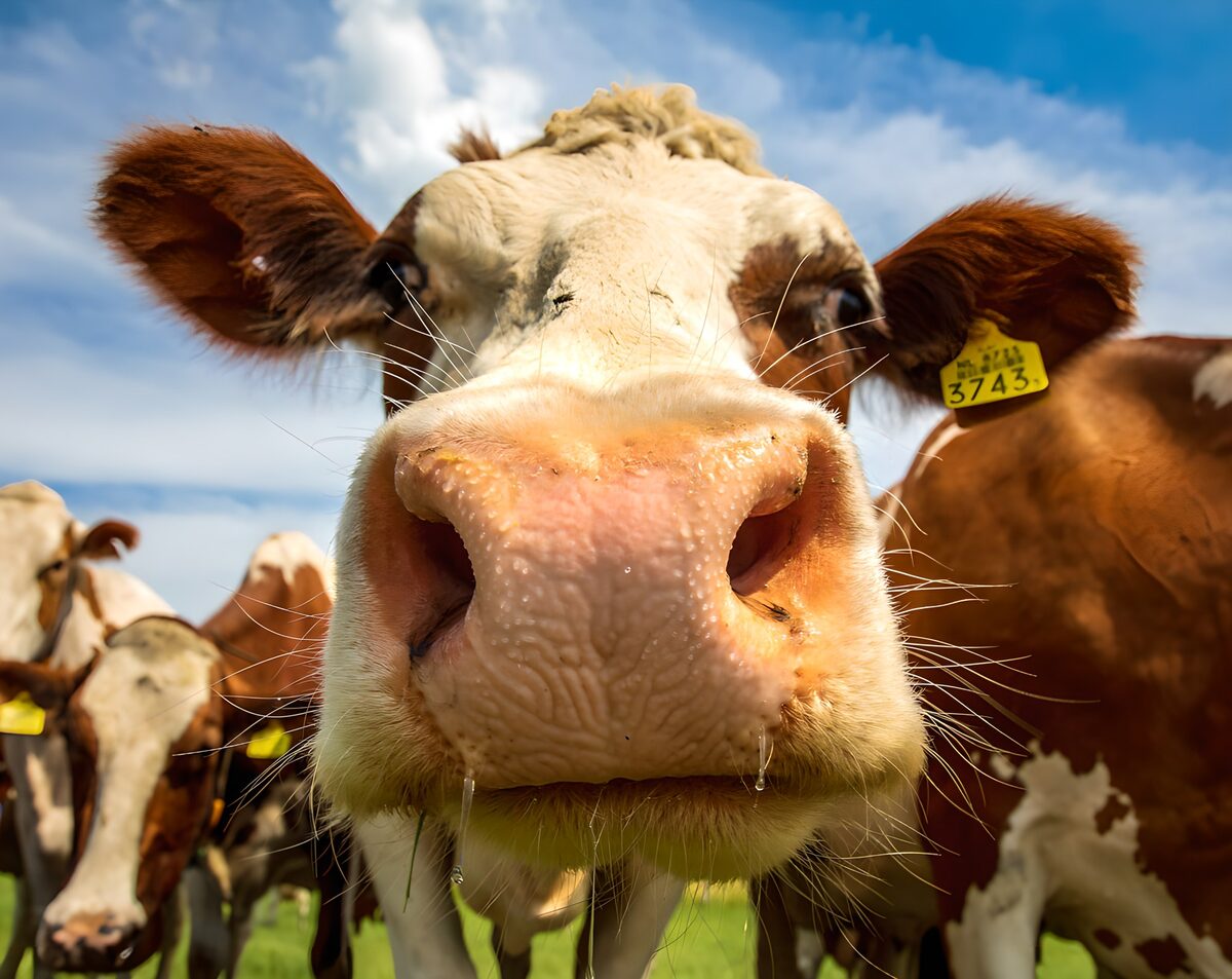 OCUK40647: Curious Cow in Sunny Pasture