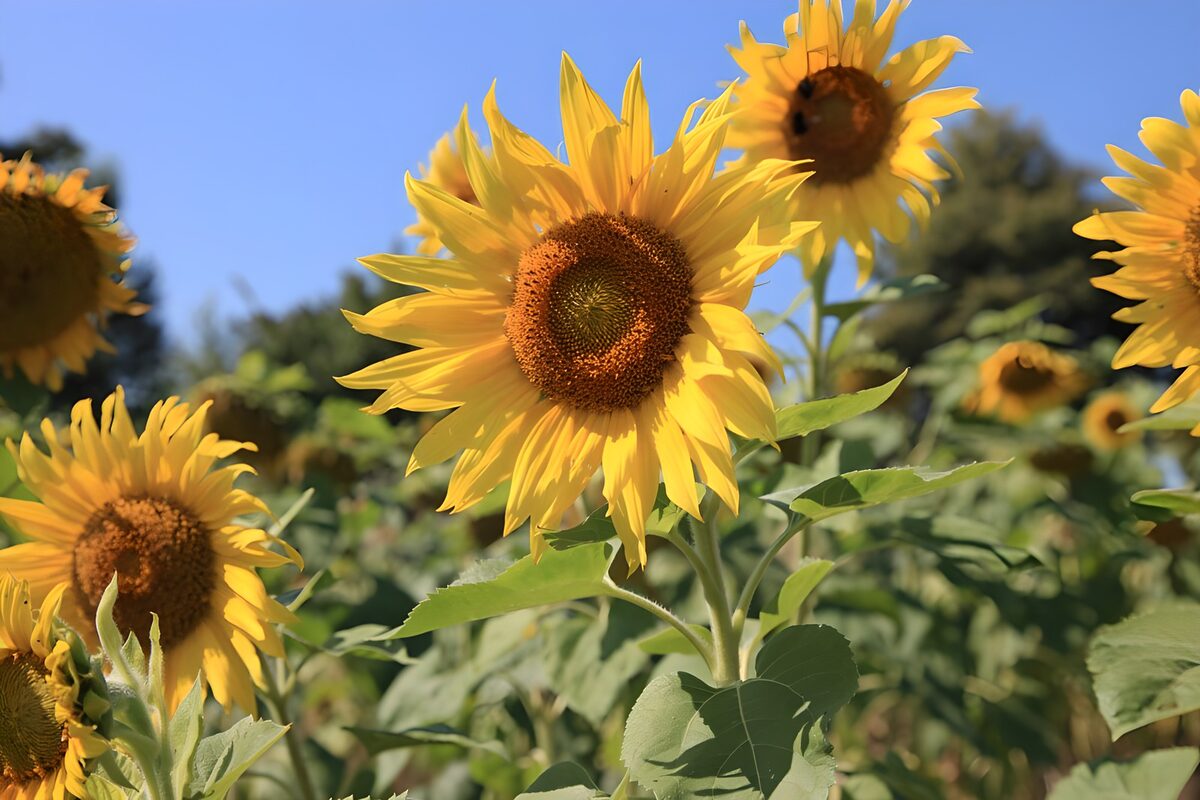 OCUK44394: Bright Sunflowers in Bloom