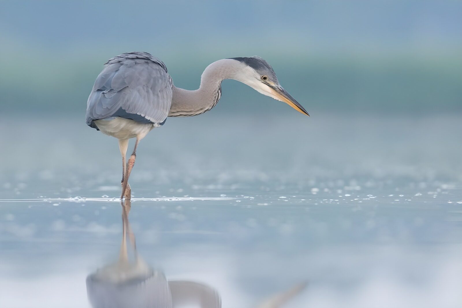 OCUK16777: Elegant Heron Fishing at Dawn