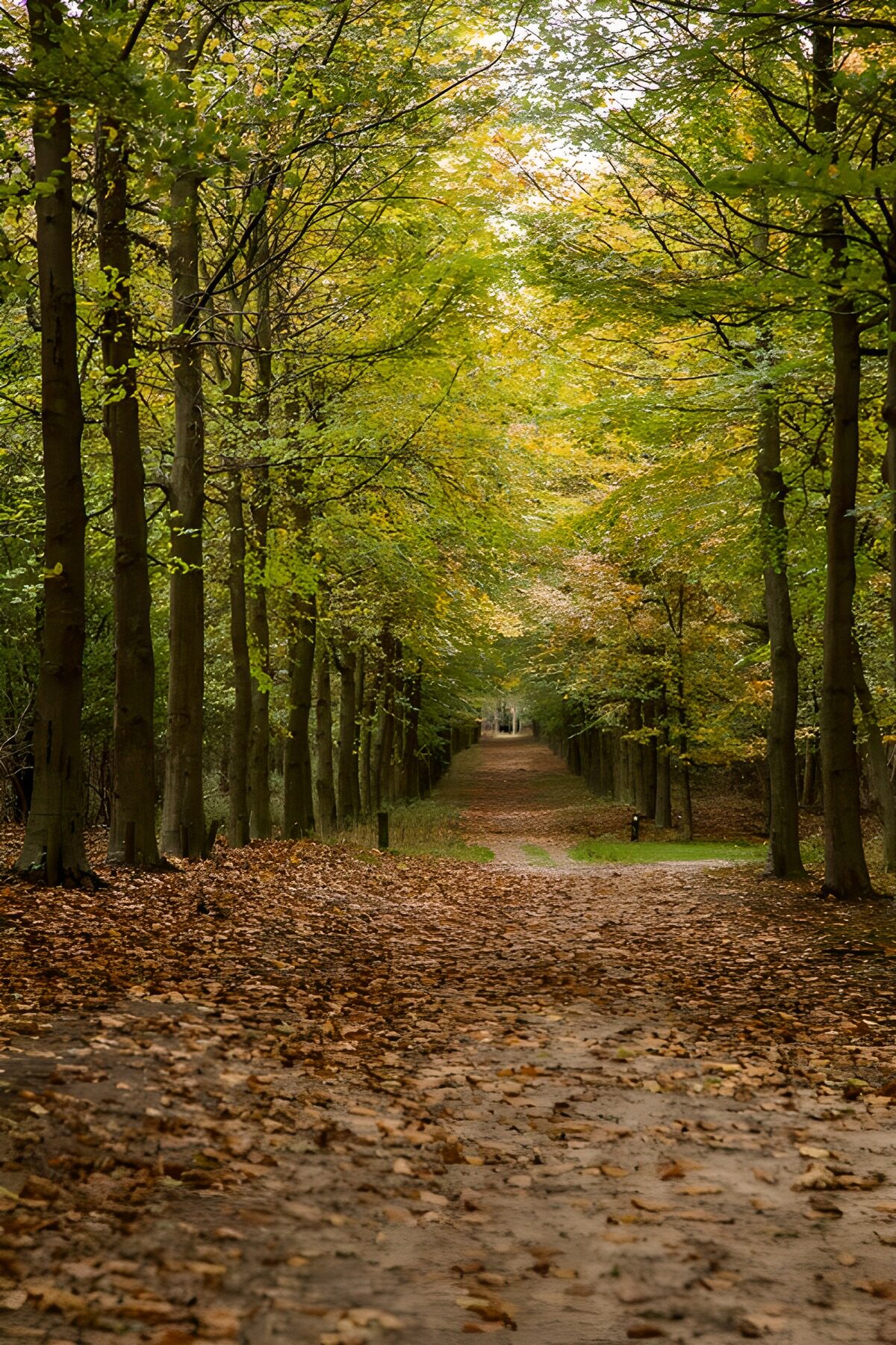 OCUK38469: Tranquil Autumn Pathway