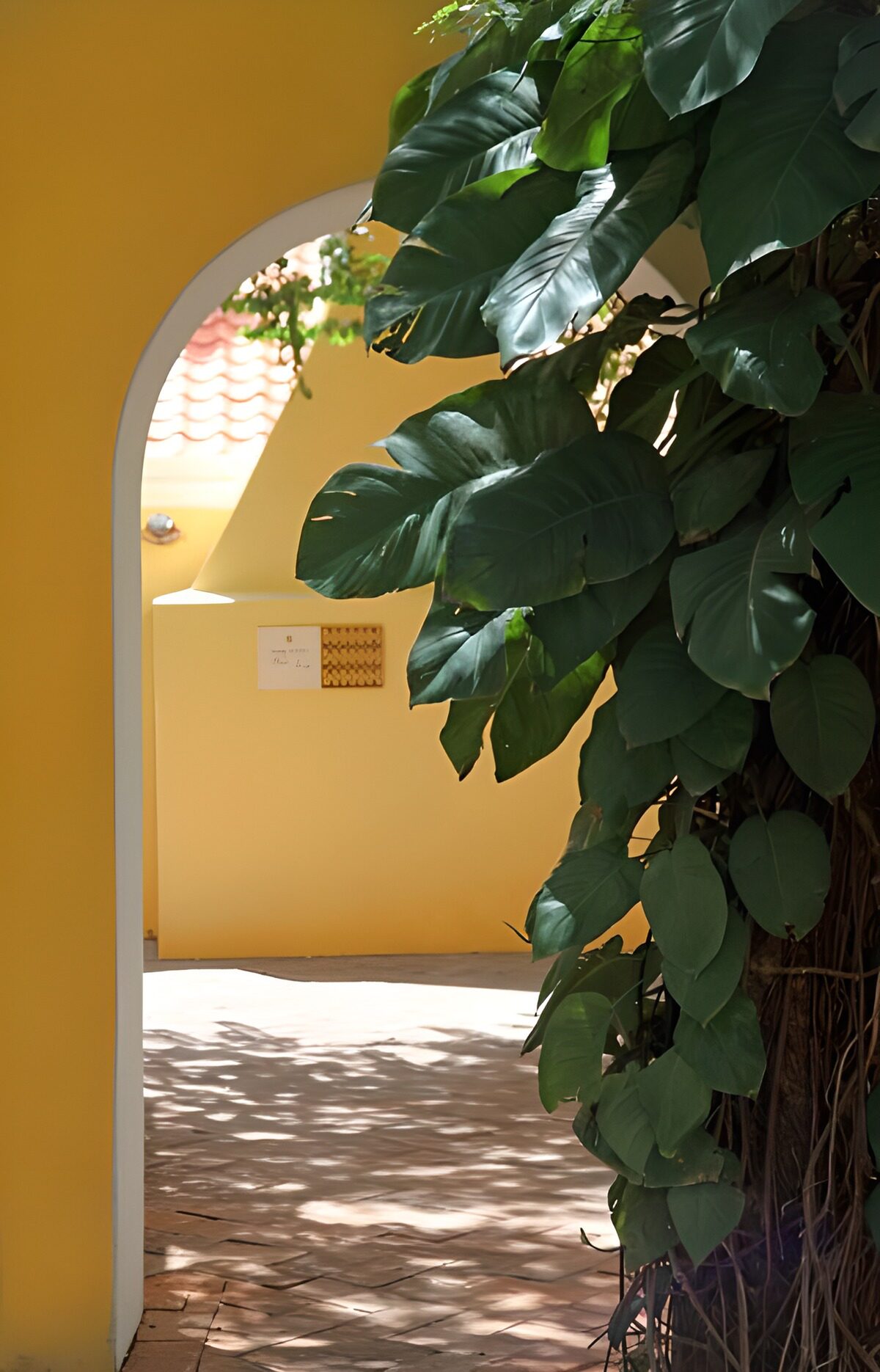 Yellow walls with plant and a path