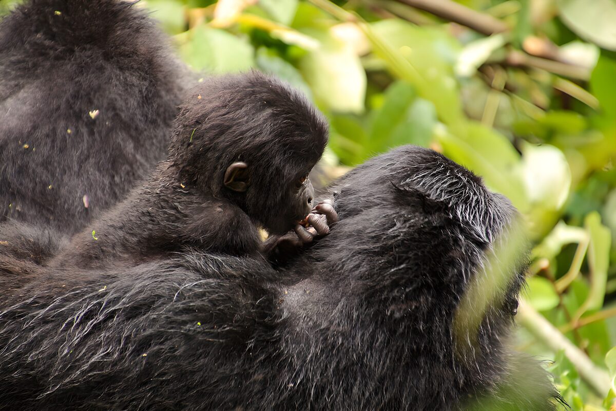 OCUK37509: Tender Moments in Gorilla Family
