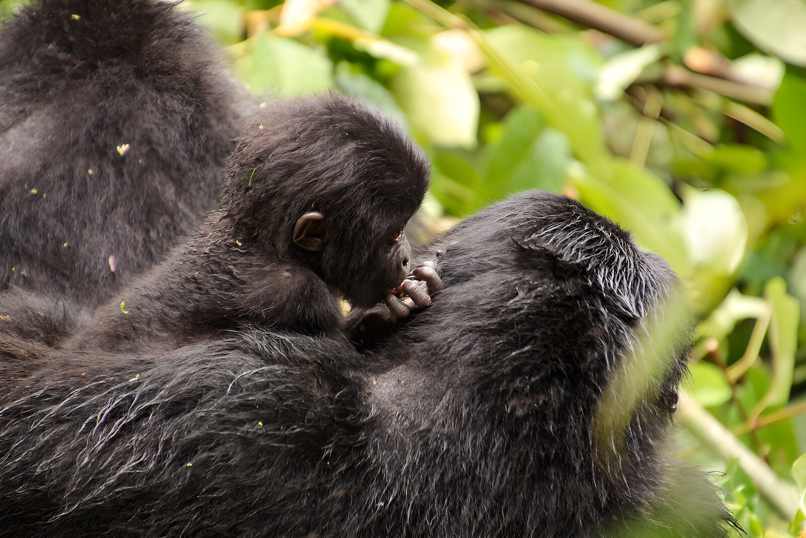 OCUK37509: Tender Moments in Gorilla Family