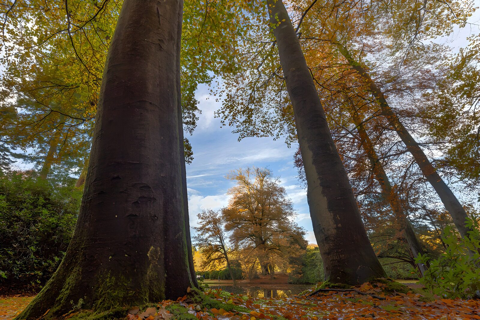 OCUK92393: Embracing Autumn: Towering Trees