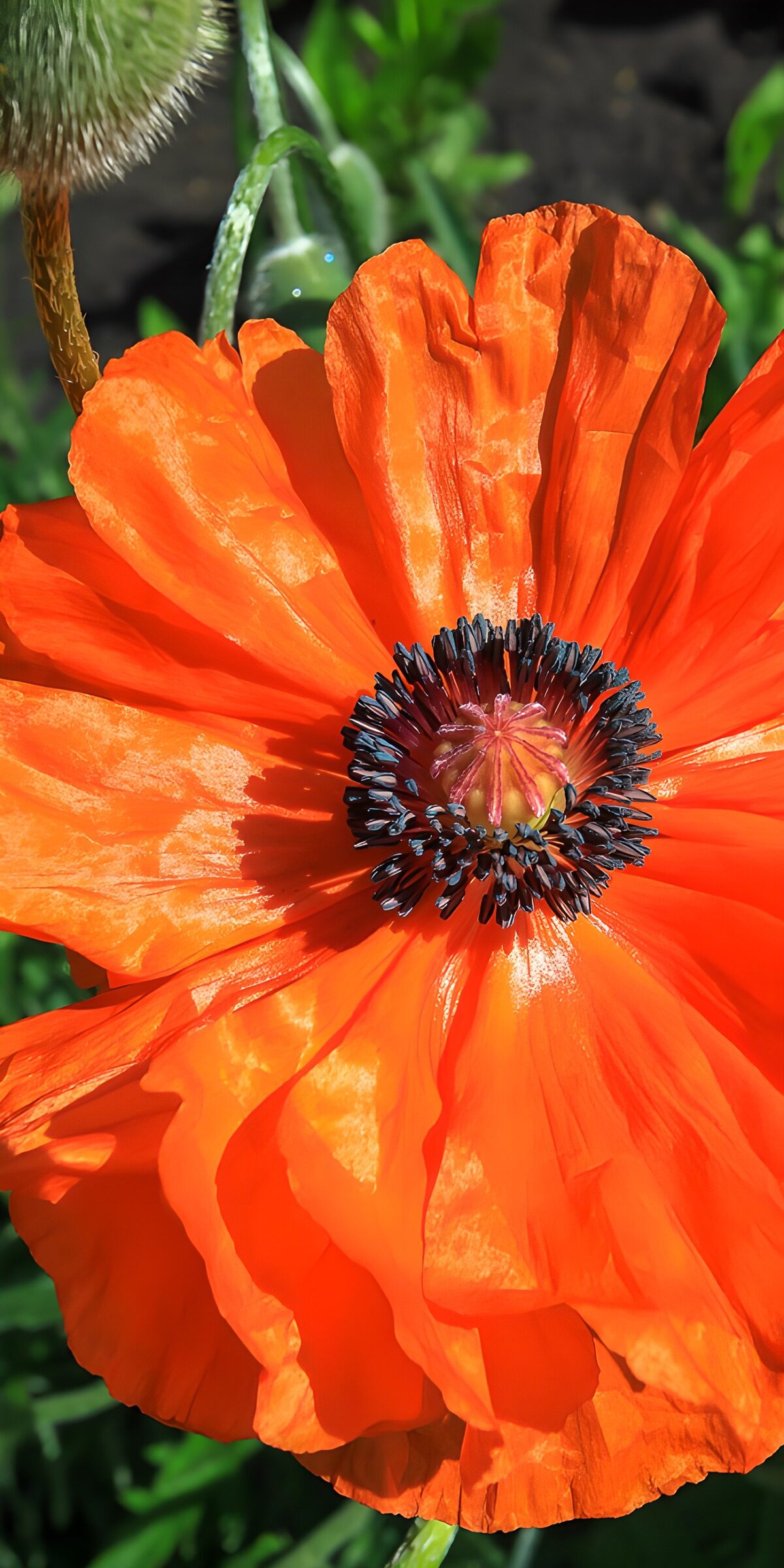 OCUK28675: Vibrant Orange Poppy Blossom