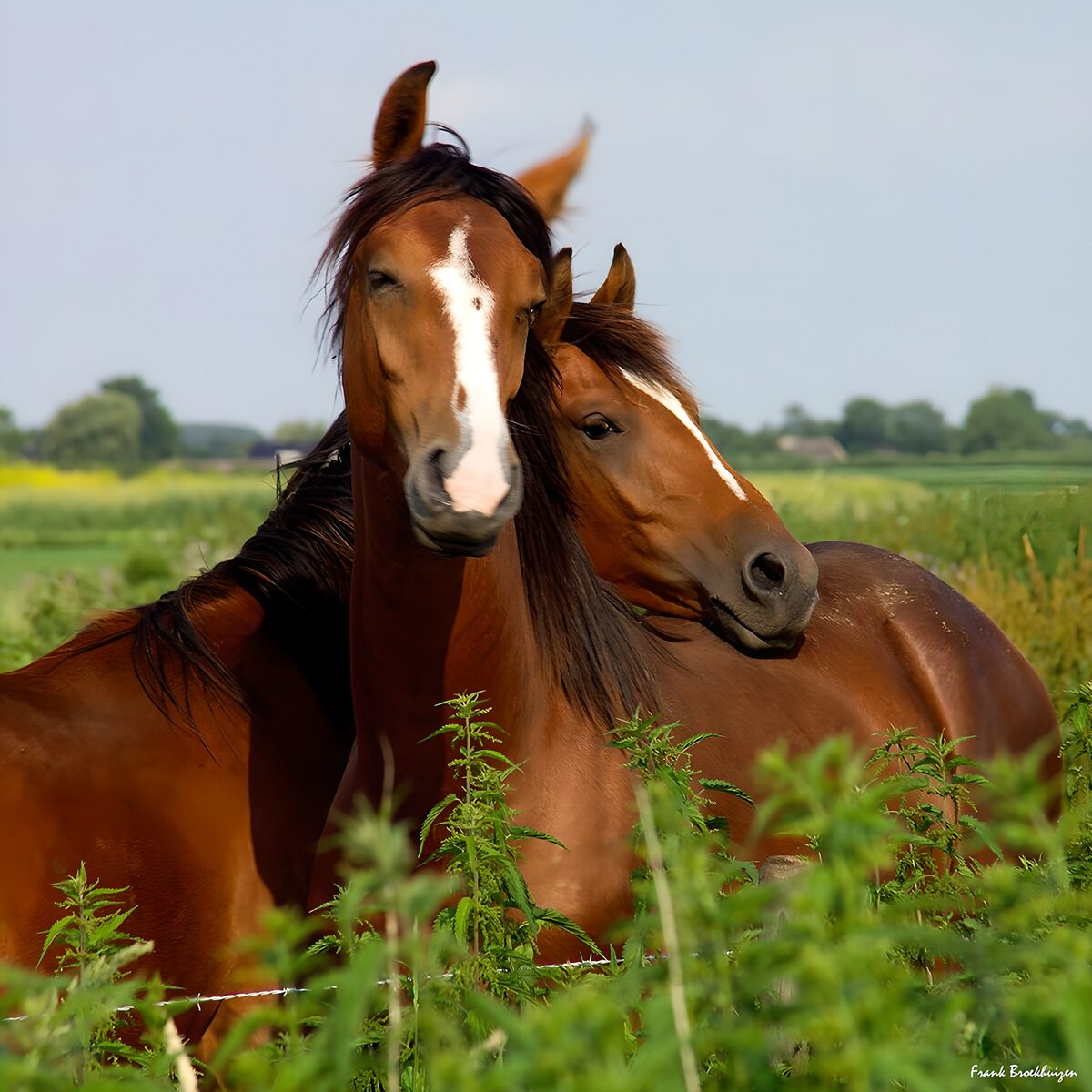 OCUK62171: Horses in Harmony