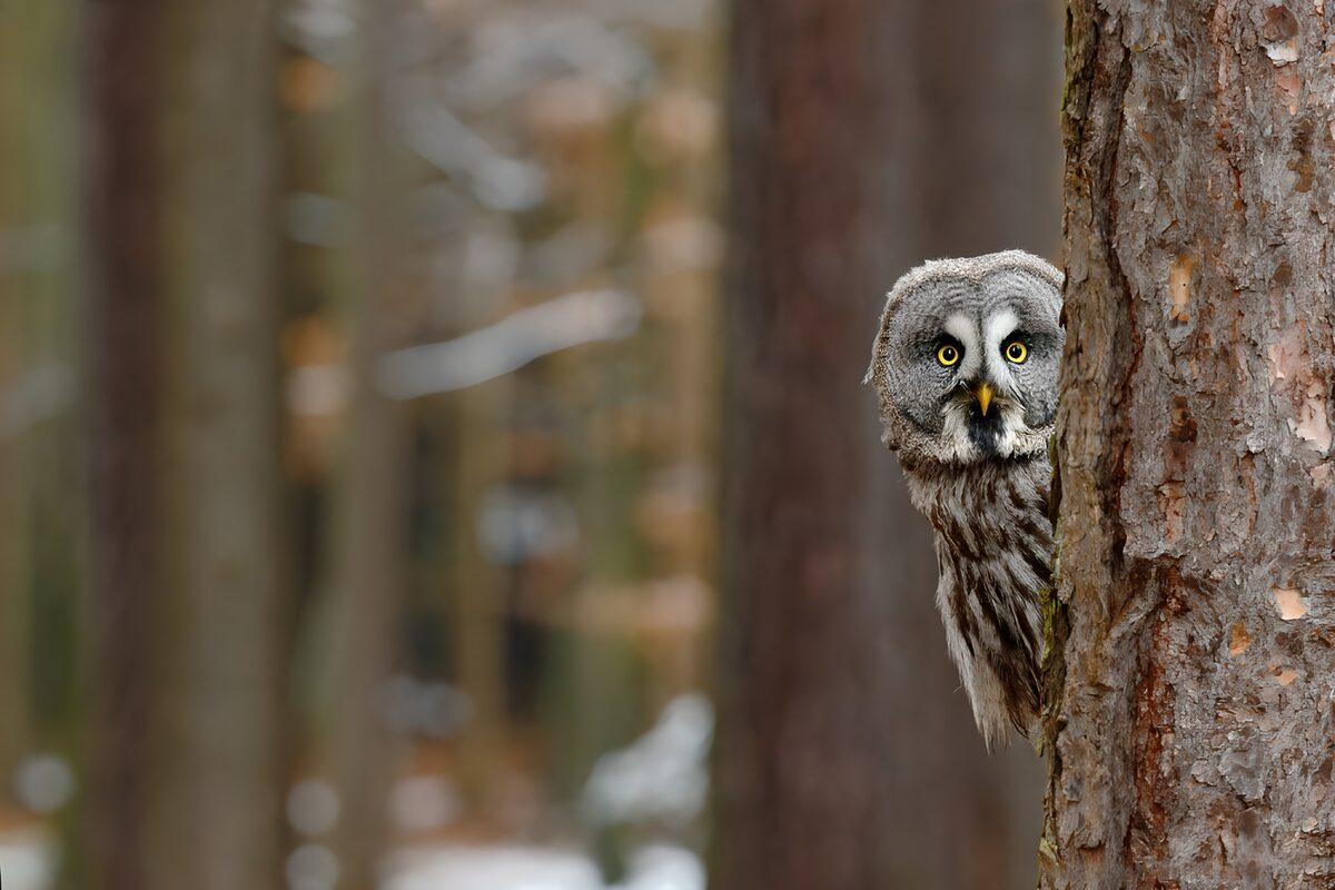 OCUK35127: Curious Owl Peeking from Behind a Tree