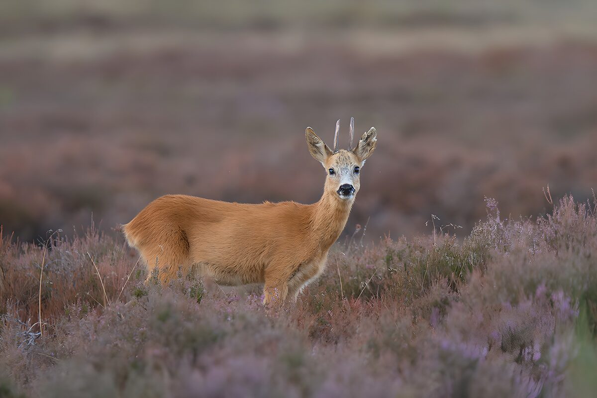 OCUK31524: Young Roe Deer in Heathy Landscape