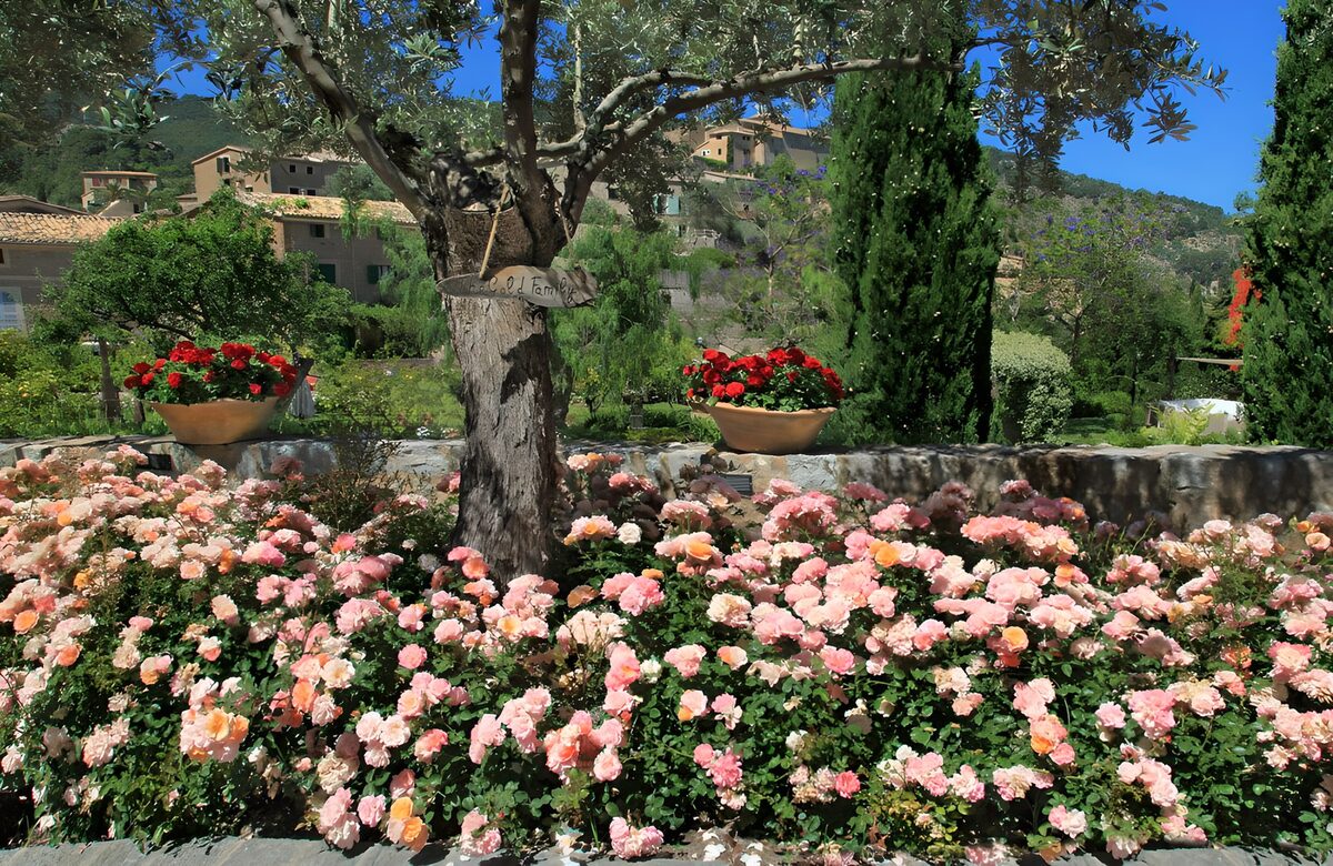 OCUK89402: Tree surrounded with pink flowers and flowerpots