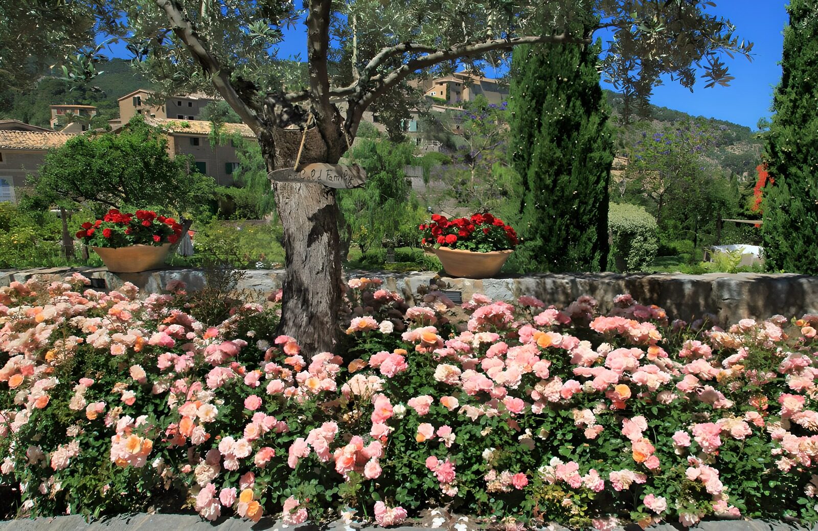 OCUK89402: Tree surrounded with pink flowers and flowerpots